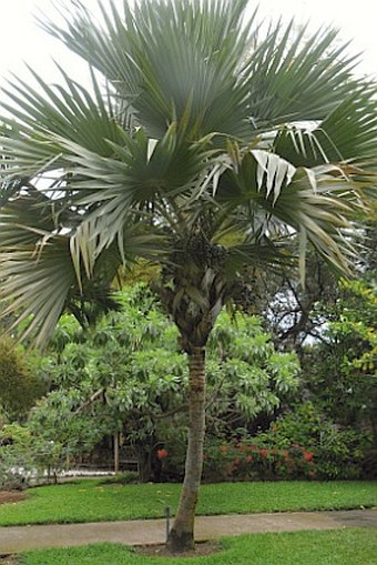 Latania lontaroides