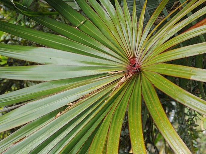 Latania lontaroides