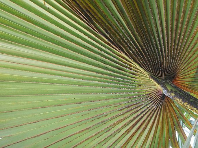 Latania lontaroides