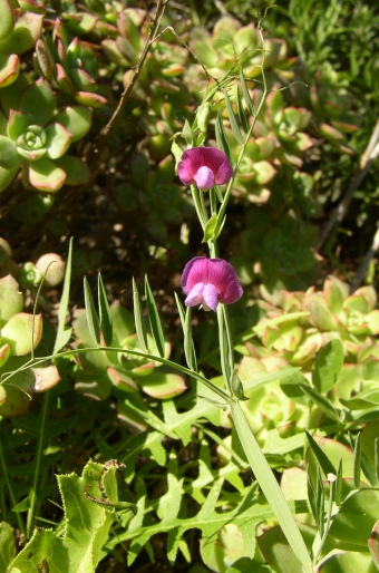 Lathyrus clymenum