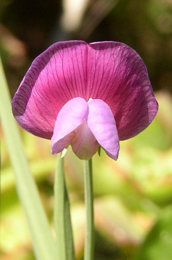 Lathyrus clymenum