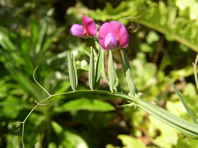 Lathyrus clymenum