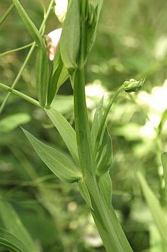 Lathyrus heterophyllus