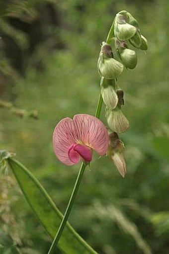 Lathyrus heterophyllus