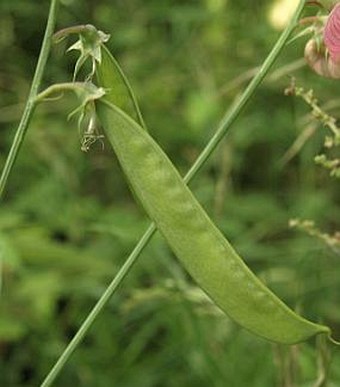 Lathyrus heterophyllus