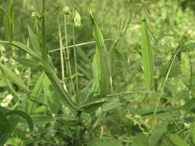 Lathyrus heterophyllus