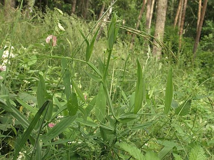 Lathyrus heterophyllus