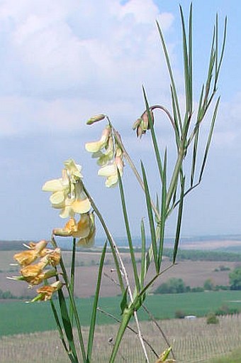 Lathyrus pannonicus subsp. collinus