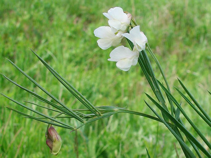 Lathyrus pannonicus subsp. collinus