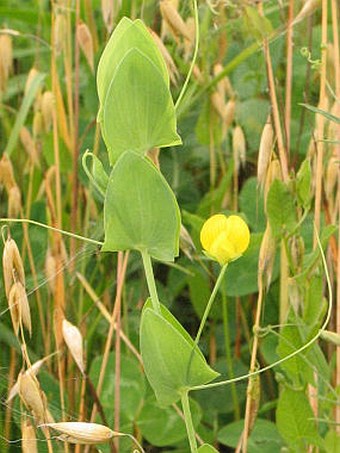 Lathyrus aphaca