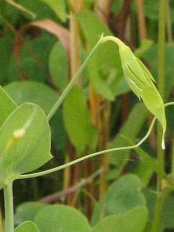 Lathyrus aphaca