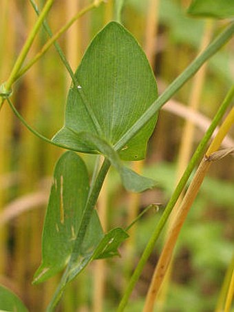 Lathyrus aphaca