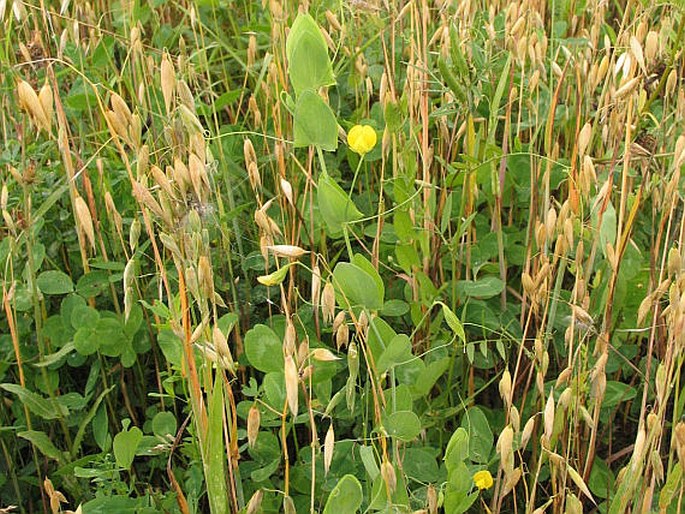 Lathyrus aphaca