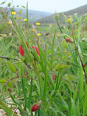 Lathyrus cicera