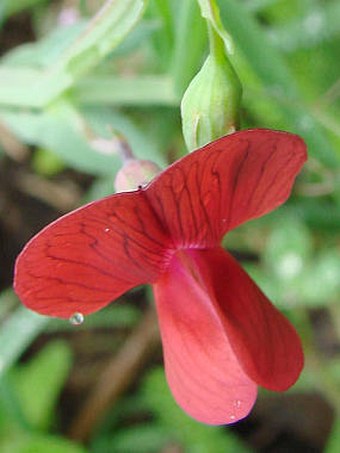 Lathyrus cicera