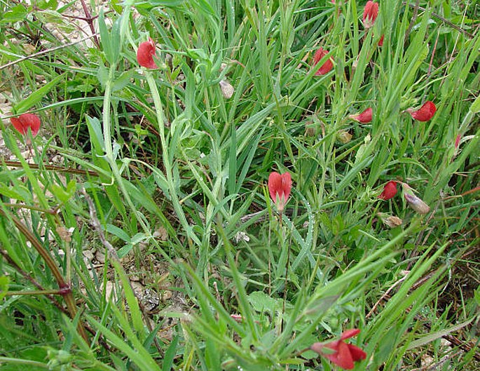 Lathyrus cicera