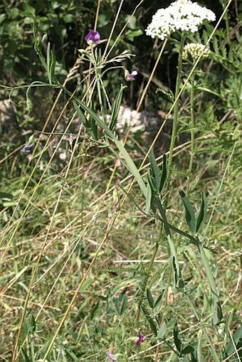 Lathyrus hirsutus