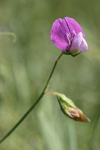 Lathyrus hirsutus