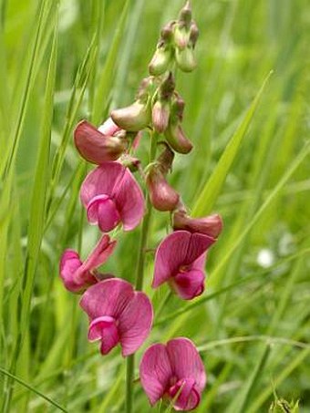 Lathyrus latifolius