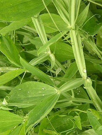 Lathyrus latifolius