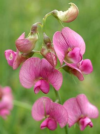 Lathyrus latifolius