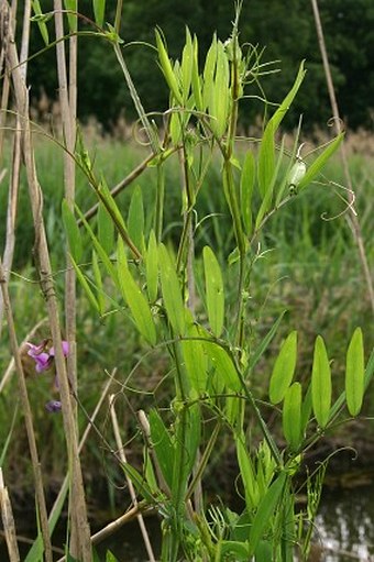 Lathyrus palustris