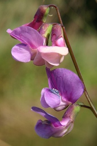 Lathyrus palustris