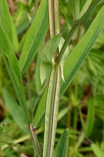 Lathyrus palustris