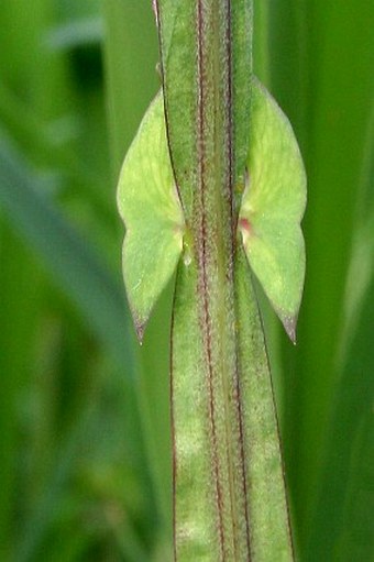 Lathyrus palustris