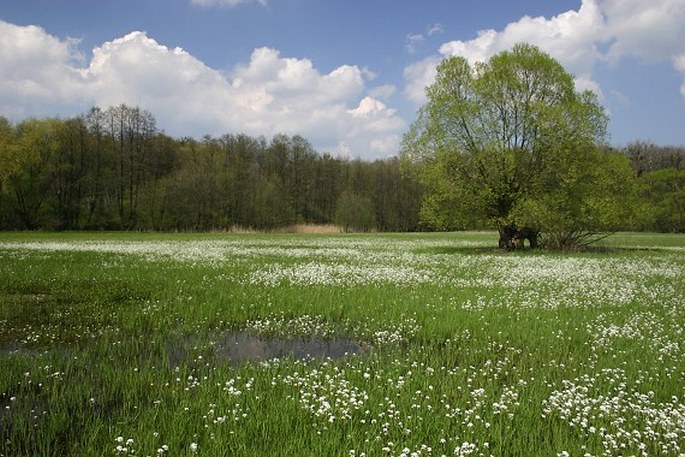 Lathyrus palustris