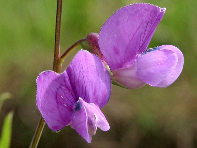 Lathyrus palustris