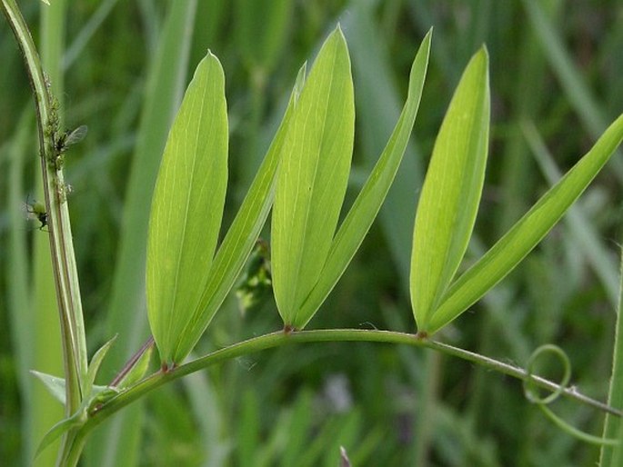 Lathyrus palustris