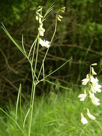 Lathyrus pannonicus