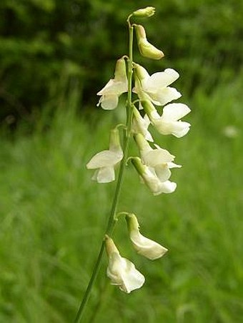 Lathyrus pannonicus