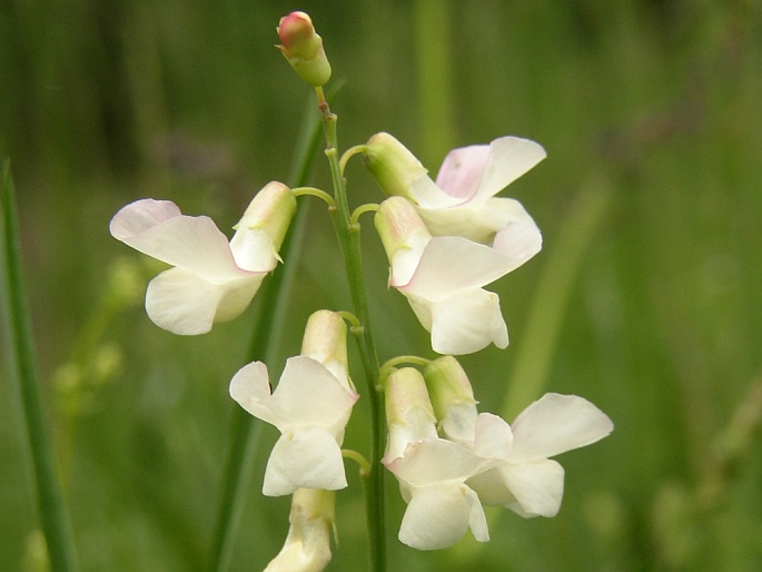 Lathyrus pannonicus