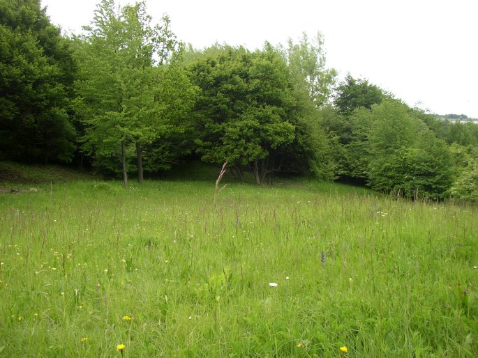 Lathyrus pannonicus