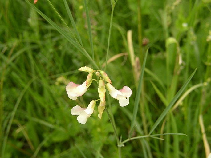 Lathyrus pannonicus