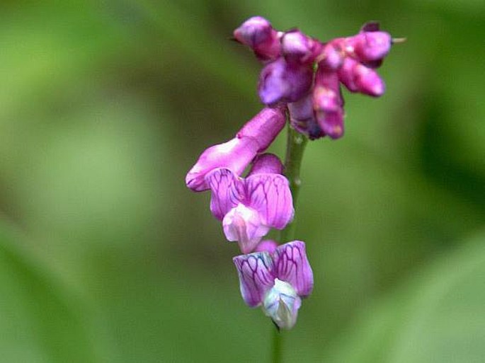 Lathyrus venetus