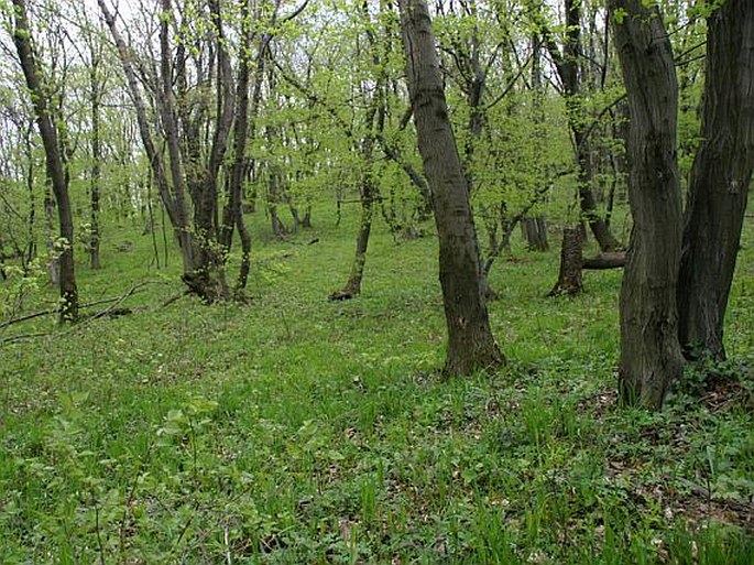 Lathyrus venetus