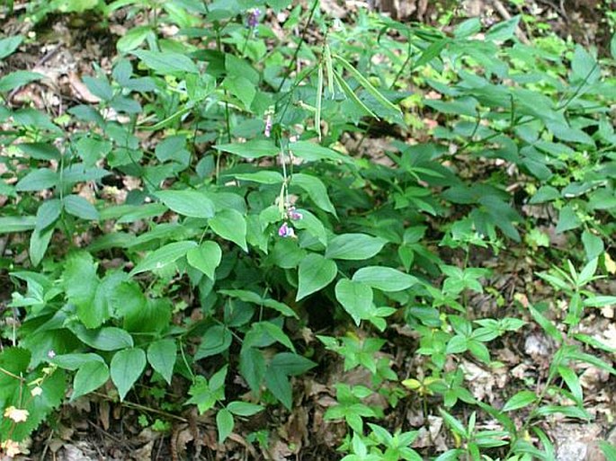 Lathyrus venetus