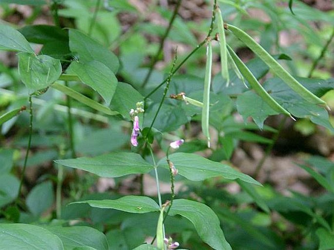 Lathyrus venetus