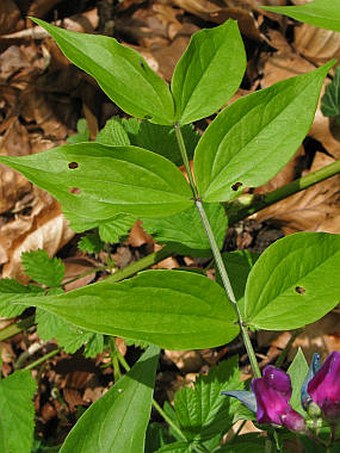 Lathyrus vernus