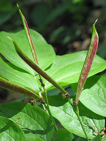 Lathyrus vernus