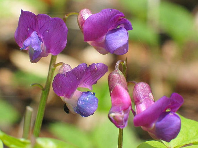 LATHYRUS VERNUS (L.) Bernh. – hrachor jarní / hrachor jarný