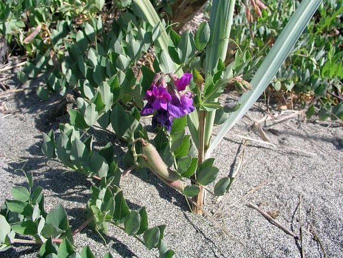 Lathyrus japonicus