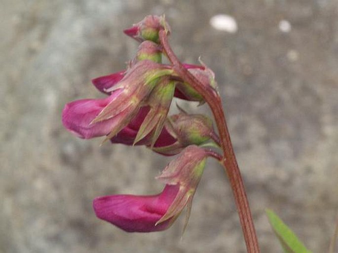 Lathyrus japonicus