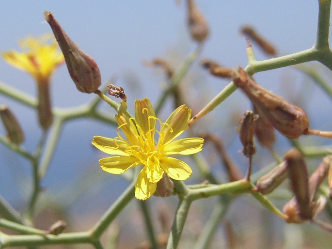 Launaea arborescens