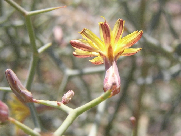 Launaea arborescens