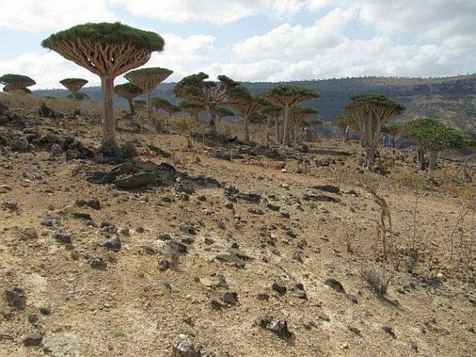 Launaea crepoides