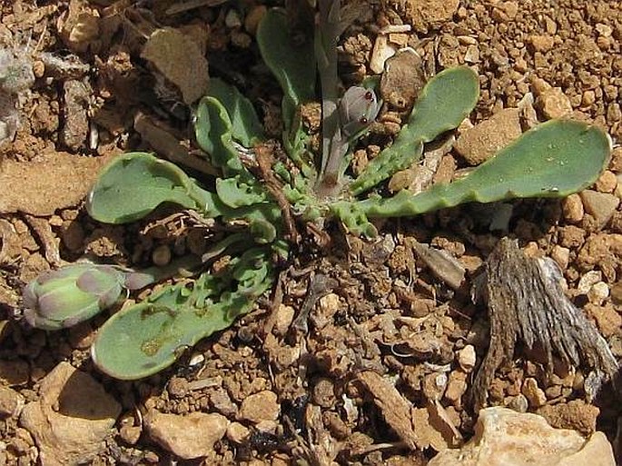 Launaea crepoides